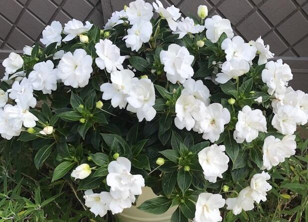 Netýkavka 'Wild Romance White' - Impatiens Neu Guinea 'Wild Romance White'