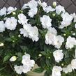Netýkavka 'Wild Romance White' - Impatiens Neu Guinea 'Wild Romance White'
