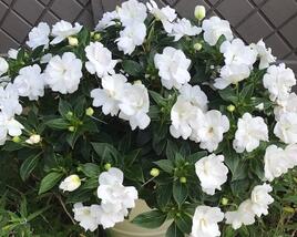 Netýkavka, balzamína 'Wild Romance White'