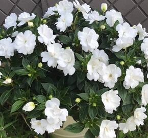 Netýkavka 'Wild Romance White' - Impatiens Neu Guinea 'Wild Romance White'