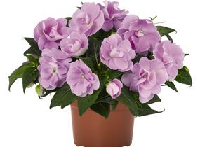 Netýkavka, balzamína 'Wild Romance Lavender' - Impatiens Neu Guinea 'Wild Romance Lavender'