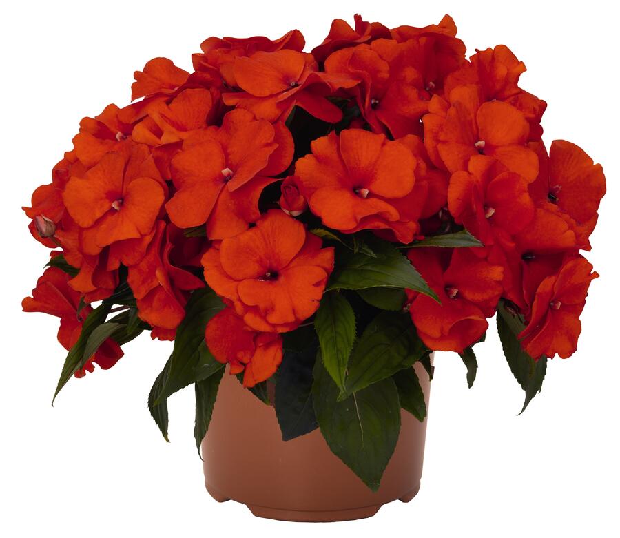 Netýkavka 'Magnum Fire' - Impatiens Neu Guinea 'Magnum Fire'