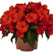Netýkavka 'Magnum Fire' - Impatiens Neu Guinea 'Magnum Fire'
