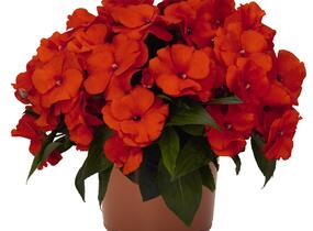 Netýkavka, balzamína 'Magnum Fire' - Impatiens Neu Guinea 'Magnum Fire'