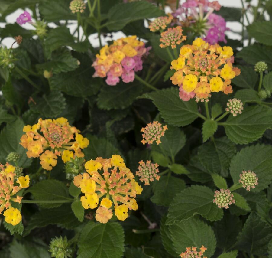 Libora měňavá 'Havana Sunset' - Lantana camara 'Havana Sunset'