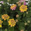 Libora měňavá 'Havana Sunset' - Lantana camara 'Havana Sunset'