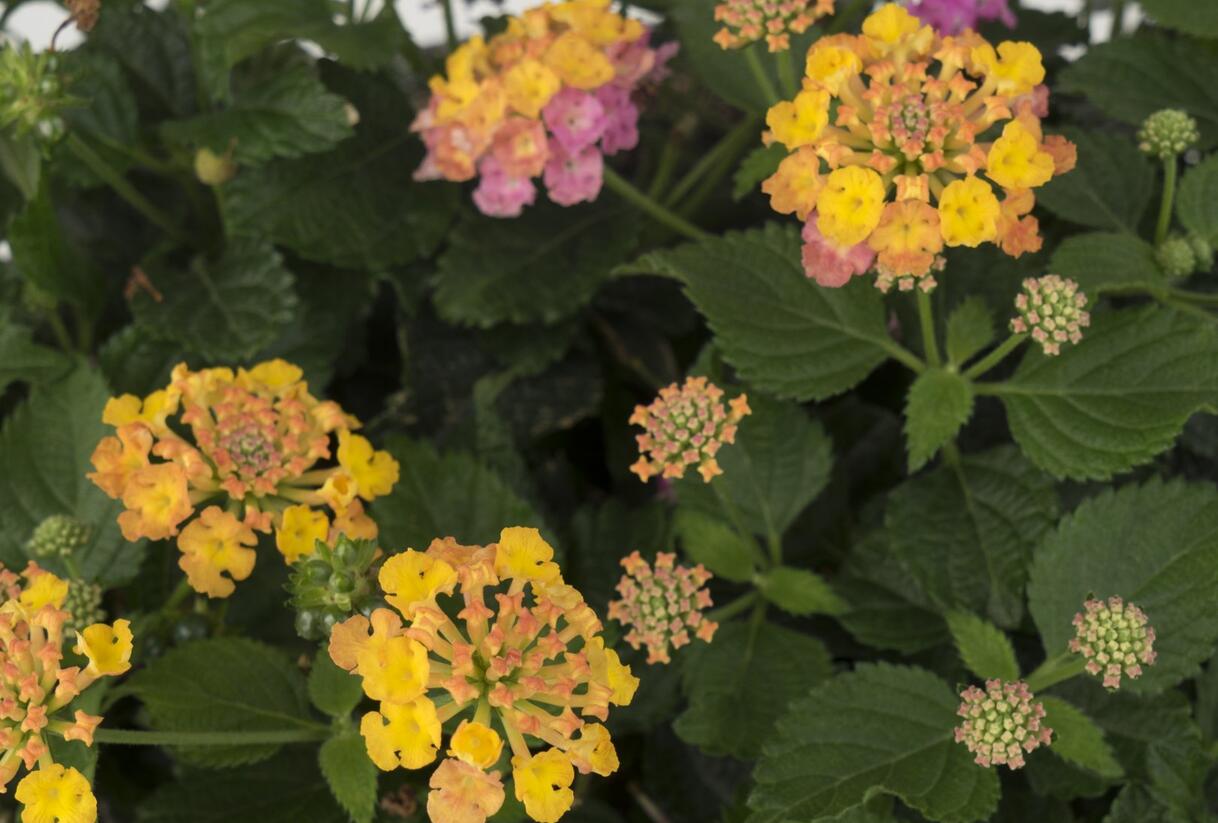 Libora měňavá 'Havana Sunset' - Lantana camara 'Havana Sunset'