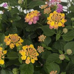 Libora měňavá 'Havana Sunset' - Lantana camara 'Havana Sunset'