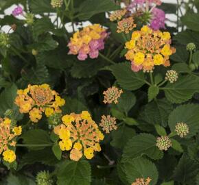 Libora měňavá 'Havana Sunset' - Lantana camara 'Havana Sunset'