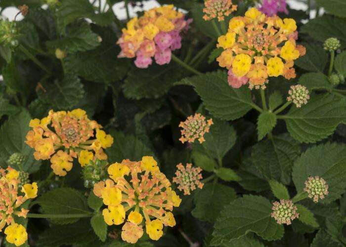 Libora měňavá 'Havana Sunset' - Lantana camara 'Havana Sunset'