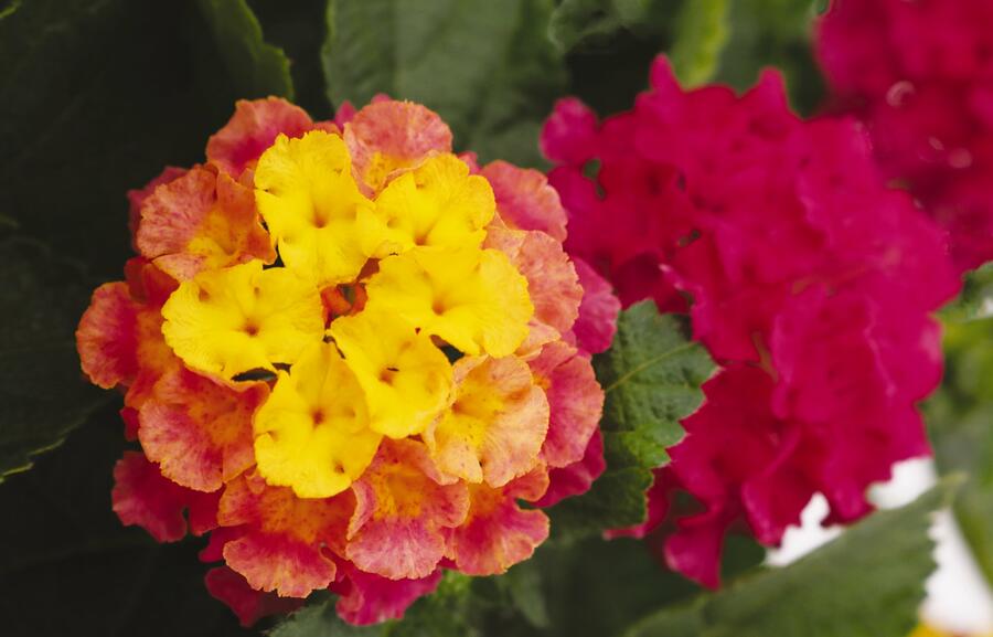 Libora měňavá 'Havana Pink Sky' - Lantana camara 'Havana Pink Sky'