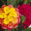 Libora měňavá 'Havana Pink Sky' - Lantana camara 'Havana Pink Sky'