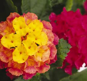 Libora měňavá 'Havana Pink Sky' - Lantana camara 'Havana Pink Sky'