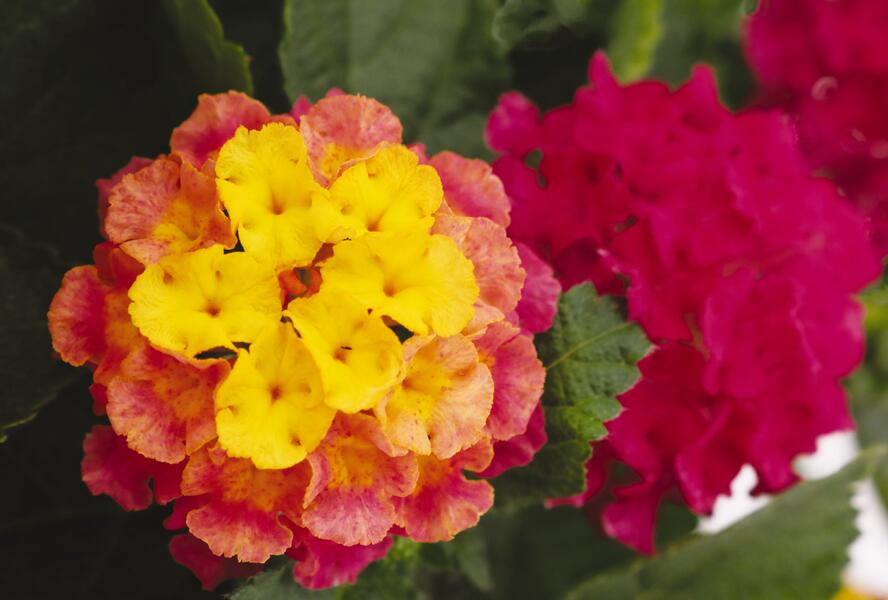 Libora měňavá 'Havana Pink Sky' - Lantana camara 'Havana Pink Sky'