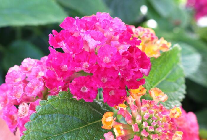 Libora měňavá 'Havana Hot Pink' - Lantana camara 'Havana Hot Pink'