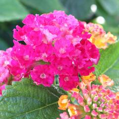 Libora měňavá 'Havana Hot Pink' - Lantana camara 'Havana Hot Pink'