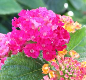 Libora měňavá 'Havana Hot Pink' - Lantana camara 'Havana Hot Pink'