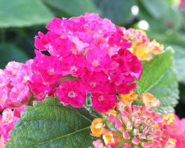 Libora měňavá 'Havana Hot Pink'