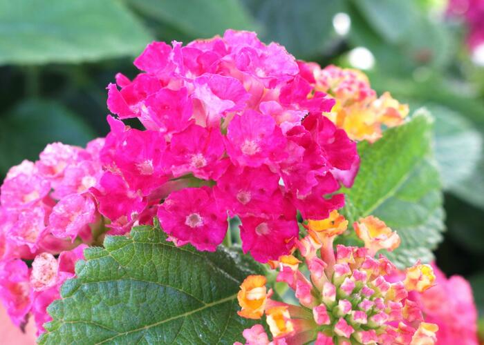 Libora měňavá 'Havana Hot Pink' - Lantana camara 'Havana Hot Pink'