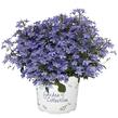 Lobelka 'Bella Pot Aqua' - Lobelia erinus 'Bella Pot Aqua'
