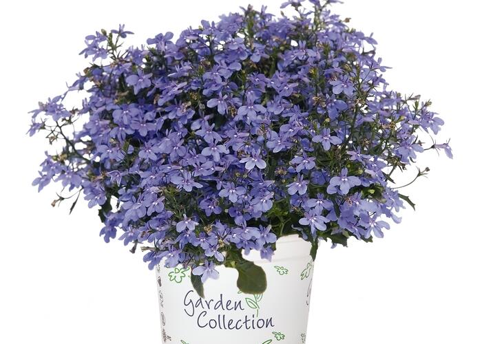 Lobelka 'Bella Pot Aqua' - Lobelia erinus 'Bella Pot Aqua'