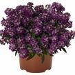 Tařicovka přímořská 'Yolo Purple' - Lobularia maritima 'Yolo Purple'