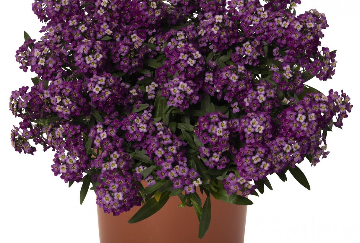 Tařicovka přímořská 'Yolo Purple' - Lobularia maritima 'Yolo Purple'