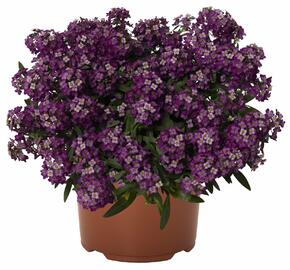 Tařicovka přímořská 'Yolo Purple' - Lobularia maritima 'Yolo Purple'
