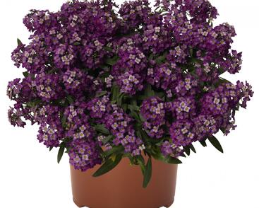 Tařicovka přímořská 'Yolo Purple'