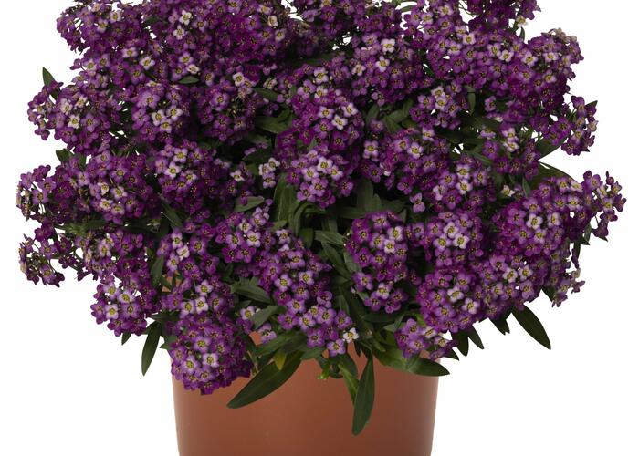 Tařicovka přímořská 'Yolo Purple' - Lobularia maritima 'Yolo Purple'