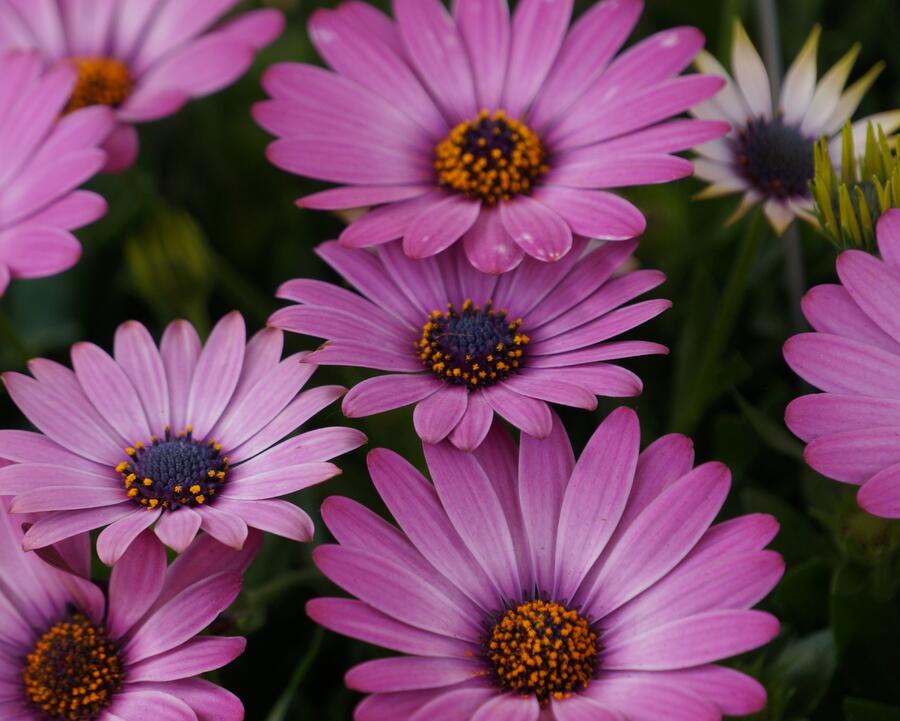 Dvoutvárka 'Margarita Dark Pink' - Osteospermum ecklonis 'Margarita Dark Pink'