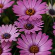 Dvoutvárka 'Margarita Dark Pink' - Osteospermum ecklonis 'Margarita Dark Pink'