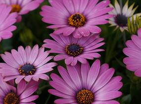 Dvoutvárka 'Margarita Dark Pink' - Osteospermum ecklonis 'Margarita Dark Pink'