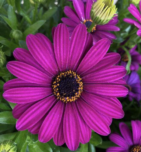 Dvoutvárka 'Margarita Purple' - Osteospermum ecklonis 'Margarita Purple'