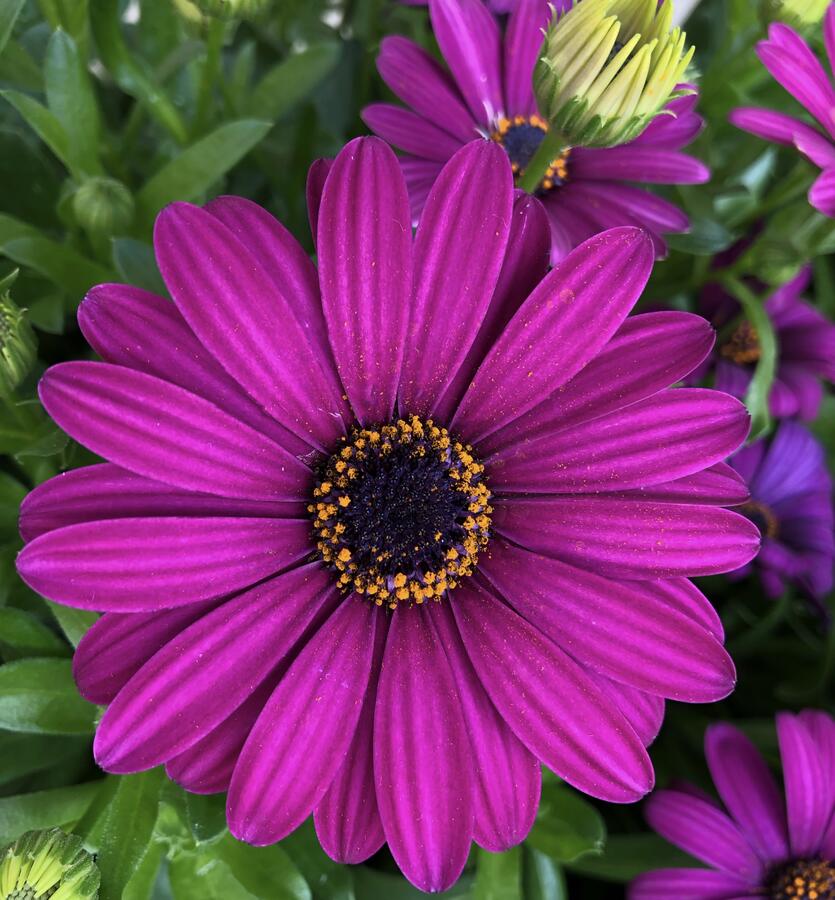 Dvoutvárka 'Margarita Purple' - Osteospermum ecklonis 'Margarita Purple'