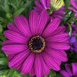 Dvoutvárka 'Margarita Purple' - Osteospermum ecklonis 'Margarita Purple'