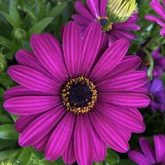 Dvoutvárka 'Margarita Purple' - Osteospermum ecklonis 'Margarita Purple'