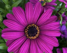 Dvoutvárka 'Margarita Purple'