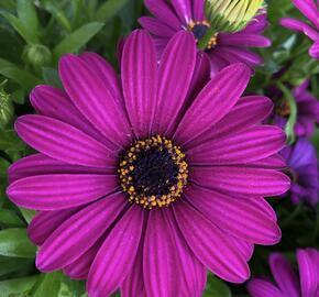 Dvoutvárka 'Margarita Purple' - Osteospermum ecklonis 'Margarita Purple'