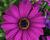 Dvoutvárka 'Margarita Purple'