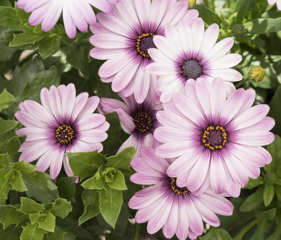 Dvoutvárka 'Margarita Eclipse' - Osteospermum ecklonis 'Margarita Eclipse'