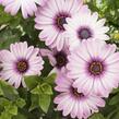 Dvoutvárka 'Margarita Eclipse' - Osteospermum ecklonis 'Margarita Eclipse'