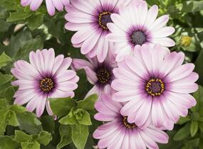 Dvoutvárka 'Margarita Eclipse' - Osteospermum ecklonis 'Margarita Eclipse'