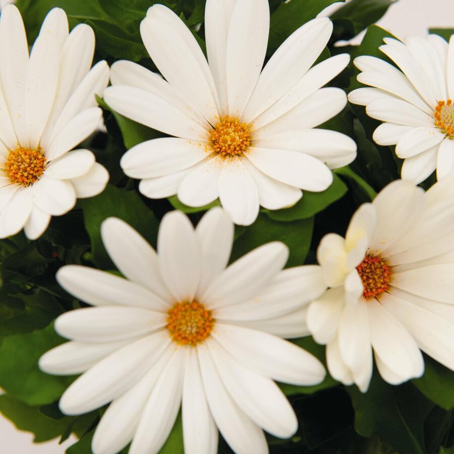 Dvoutvárka 'Margarita Creme' - Osteospermum ecklonis 'Margarita Creme'