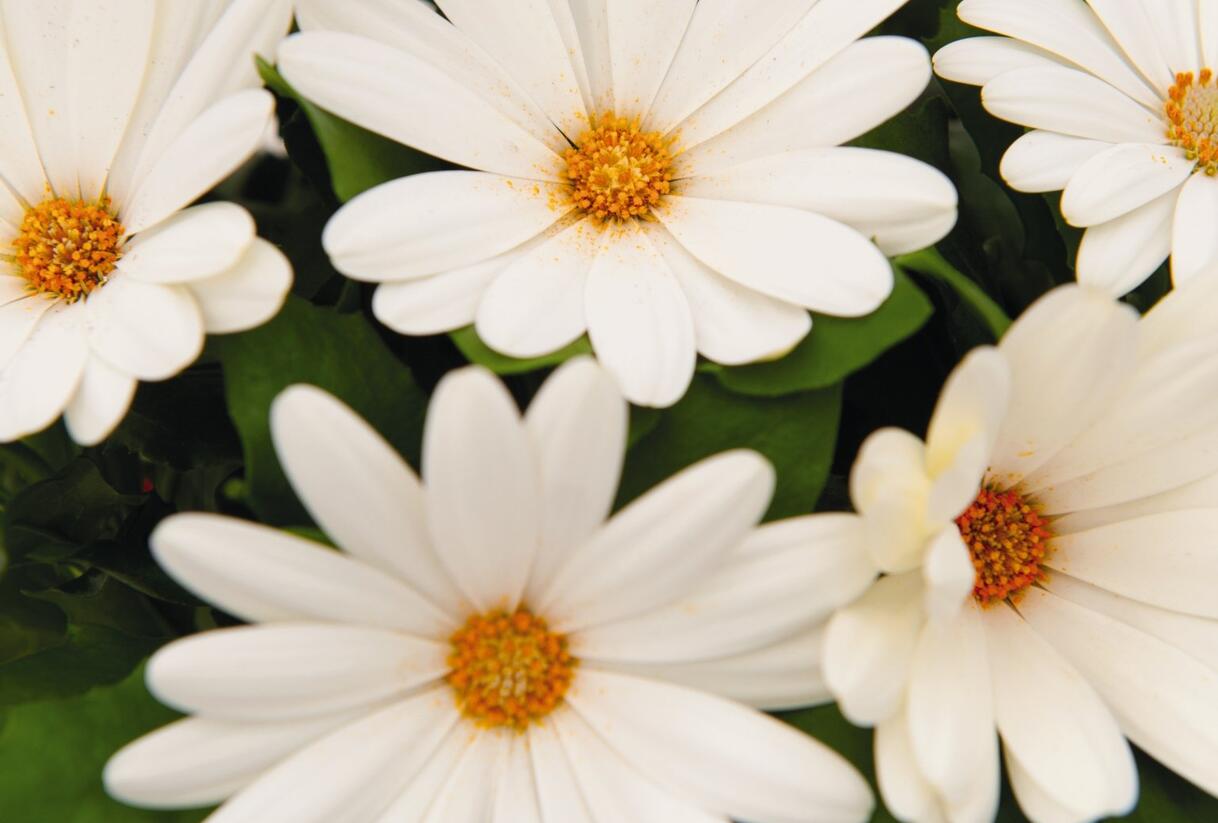 Dvoutvárka 'Margarita Creme' - Osteospermum ecklonis 'Margarita Creme'