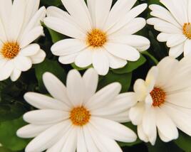 Dvoutvárka 'Margarita Creme'