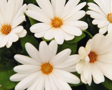 Dvoutvárka 'Margarita Creme'