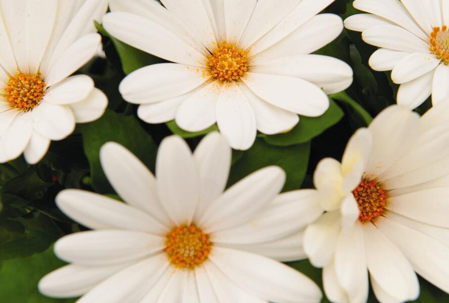Dvoutvárka 'Margarita Creme' - Osteospermum ecklonis 'Margarita Creme'
