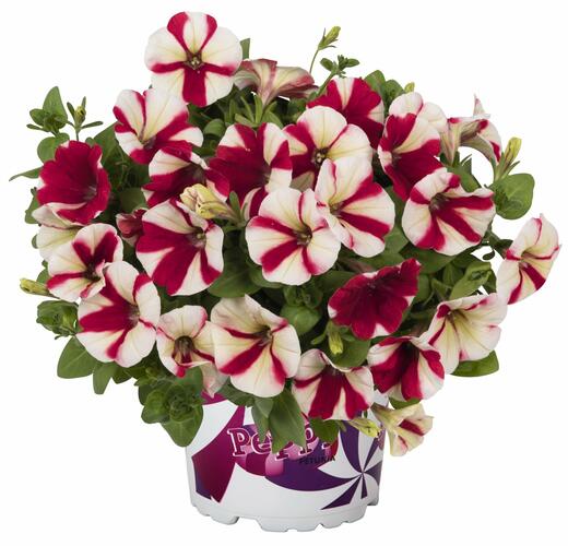 Petúnie 'Peppy Hot Red' - Petunia hybrida 'Peppy Hot Red'
