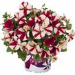Petúnie 'Peppy Hot Red' - Petunia hybrida 'Peppy Hot Red'
